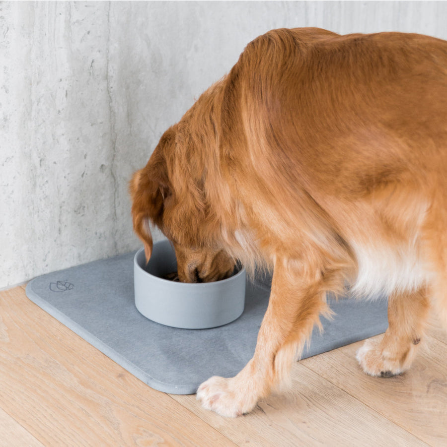 golden retriever drinking water out of the dorai dog bowls and stone base for a mess-free meal