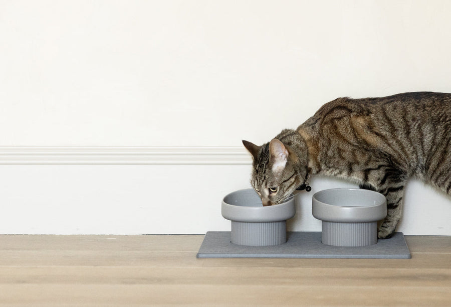 Why Cats Move Their Water Bowl & How Dorai’s Elevated Station Helps