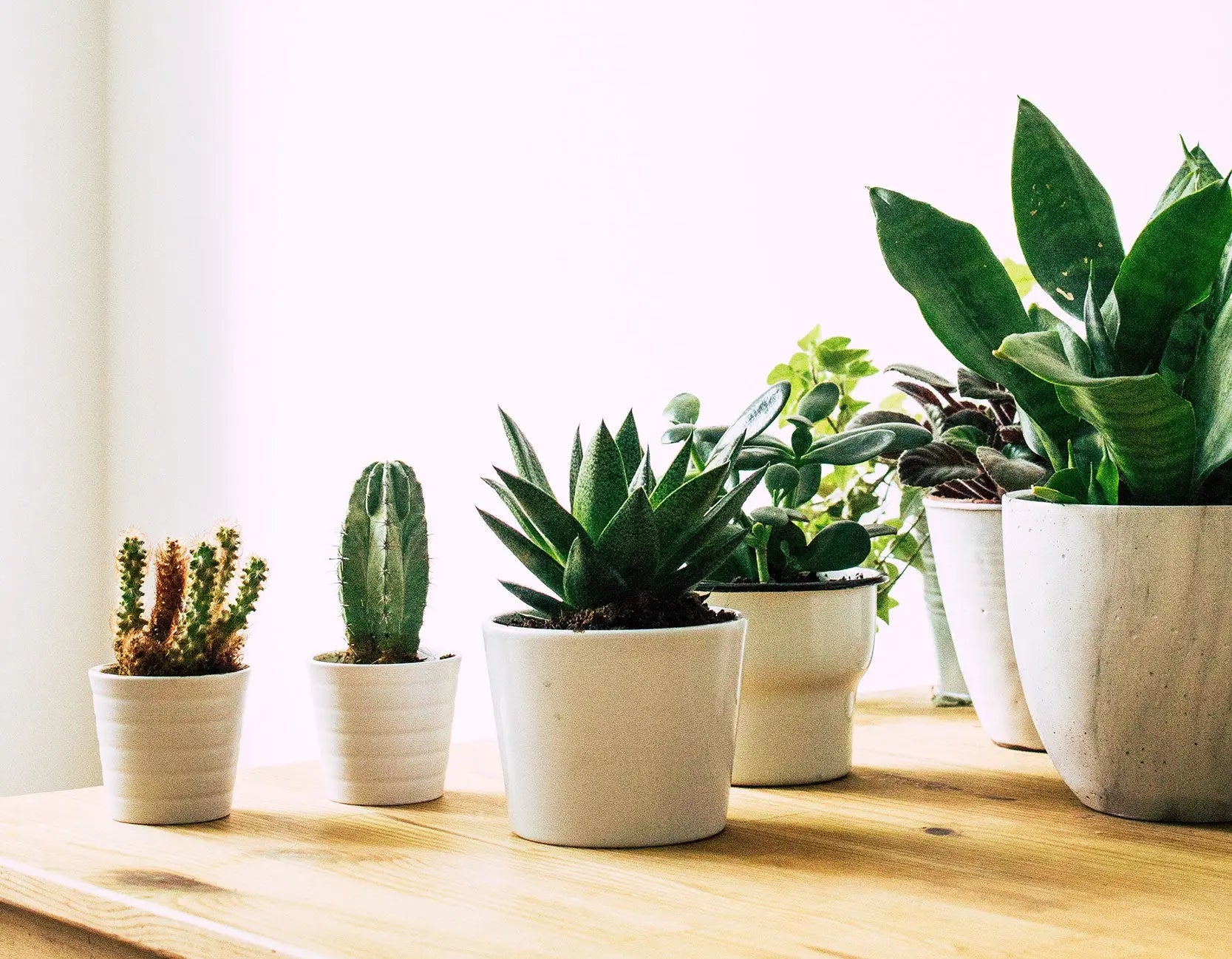 5 Stylish House Plants that Help Clean the Air in your Home