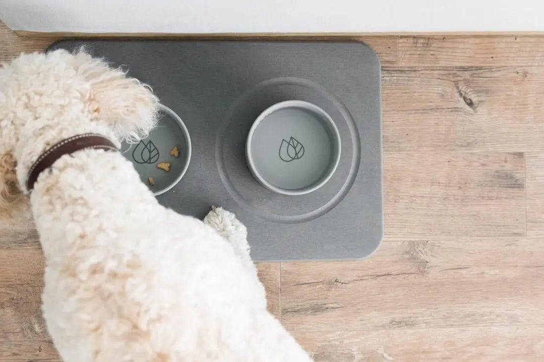 8 Modern Pet Brands You'll Actually Want to Show Off