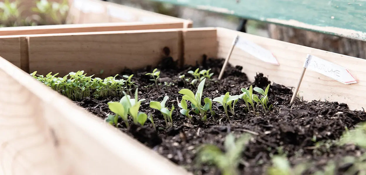 Indoor Herb Garden Ideas to Spice Up Your Kitchen