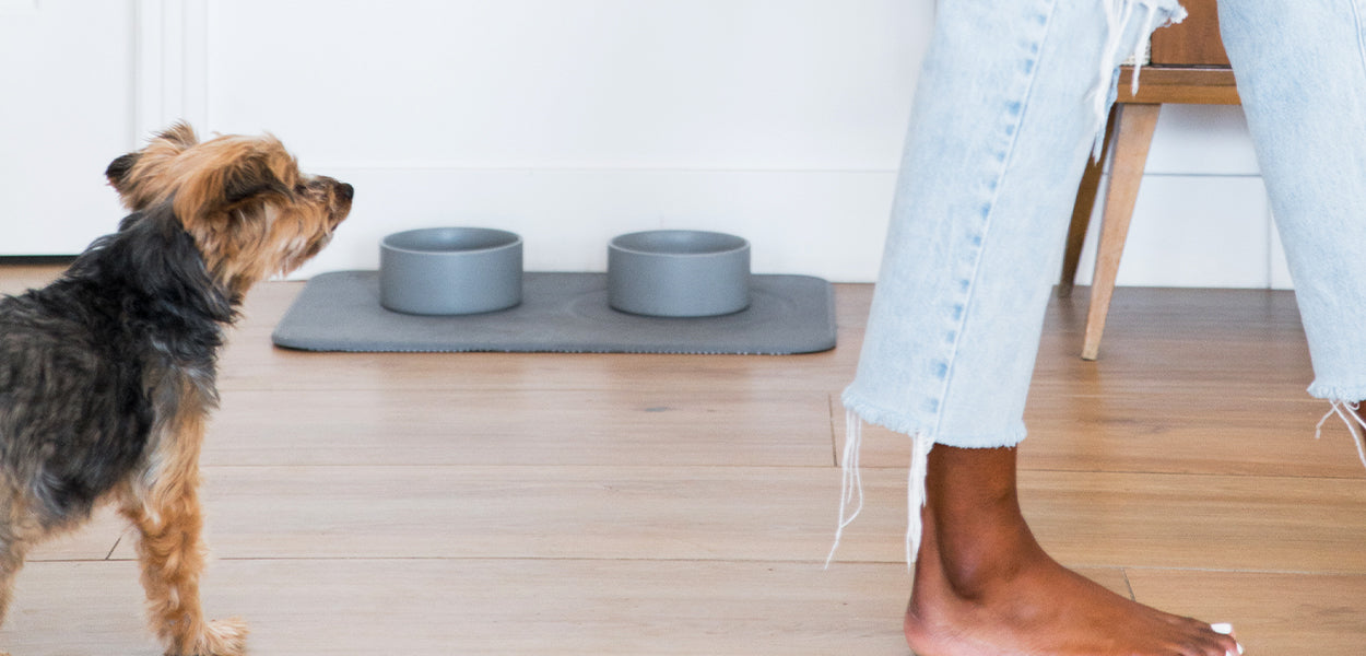 small dog with ceramic dog bowls on stone base