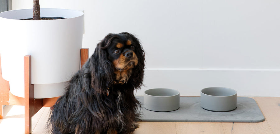 dog with modern feeding station