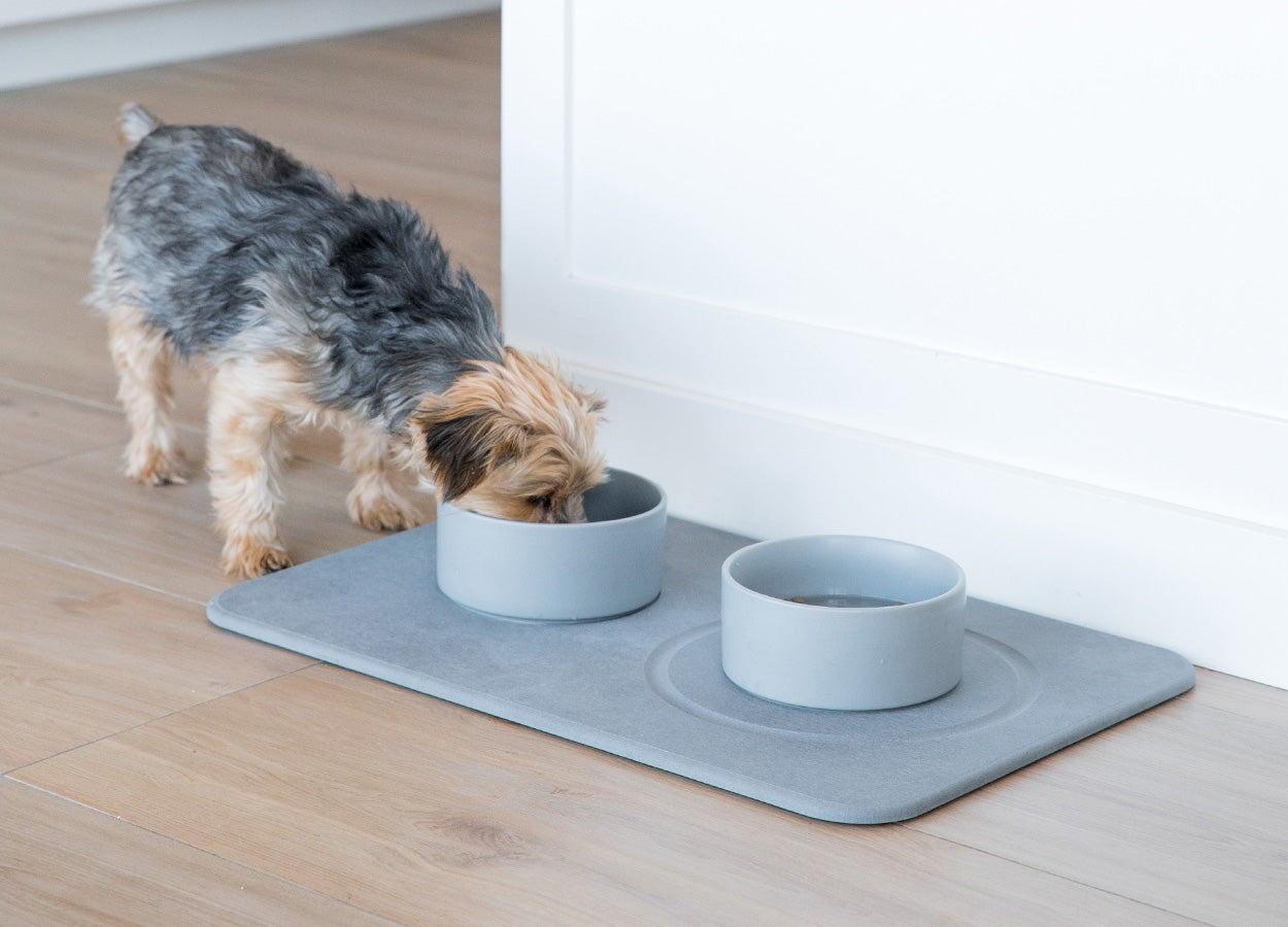 dog eating from dog bowl on stone mat