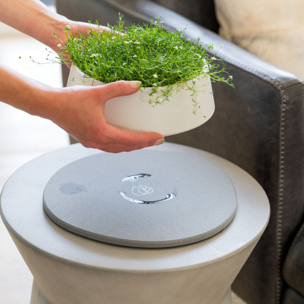 Stone Plant Saucer with moisture under plant.