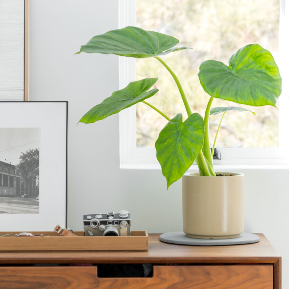 Large Stone Plant Saucer with house plant.