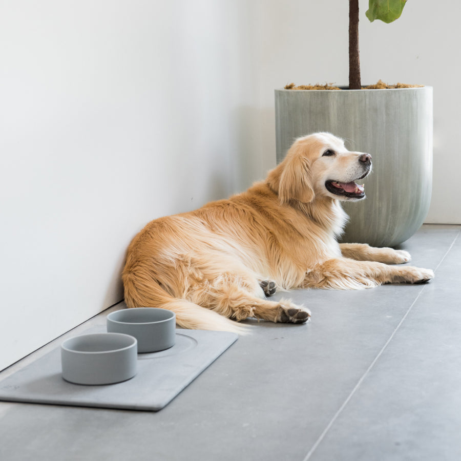 Dog lying on a floor with two bowls and a plant in the background