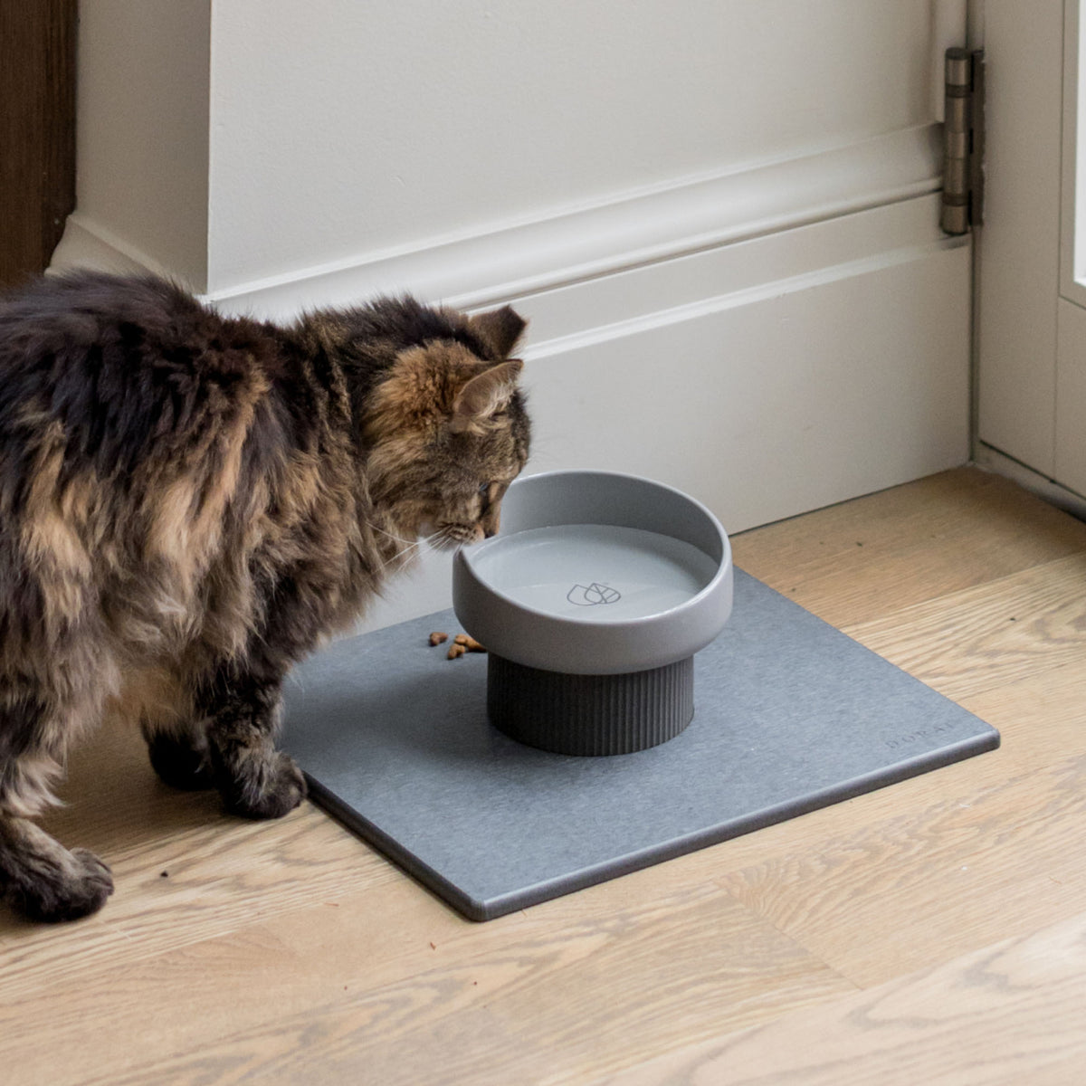 Cat drinking out of elevated feeding station avoiding whisker fatigue.
