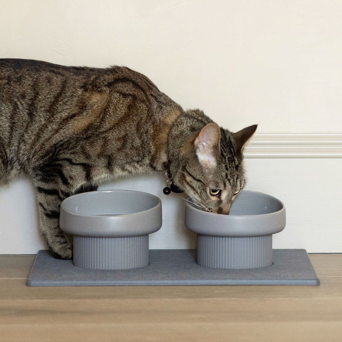 Cat eating out of elevated feeding station avoiding whisker fatigue.