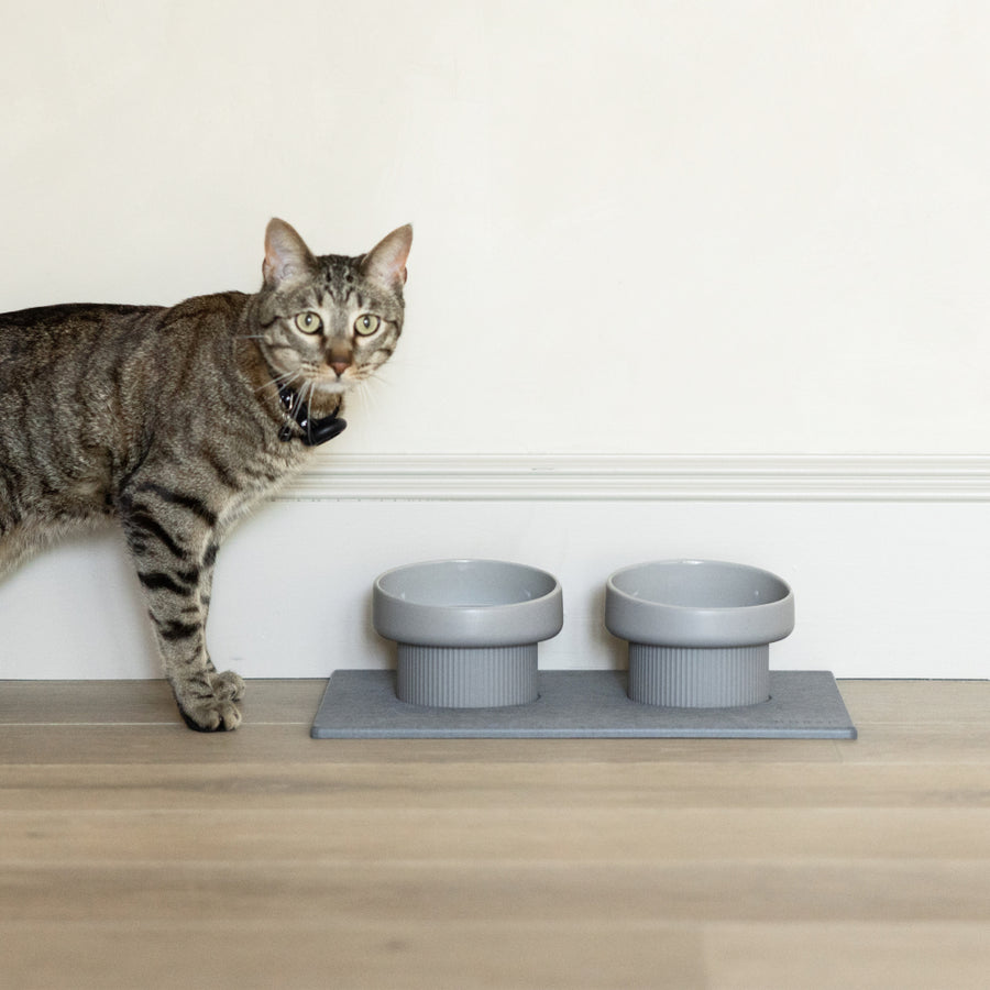Cat standing next to a set of gray cat bowls on a wooden surface.