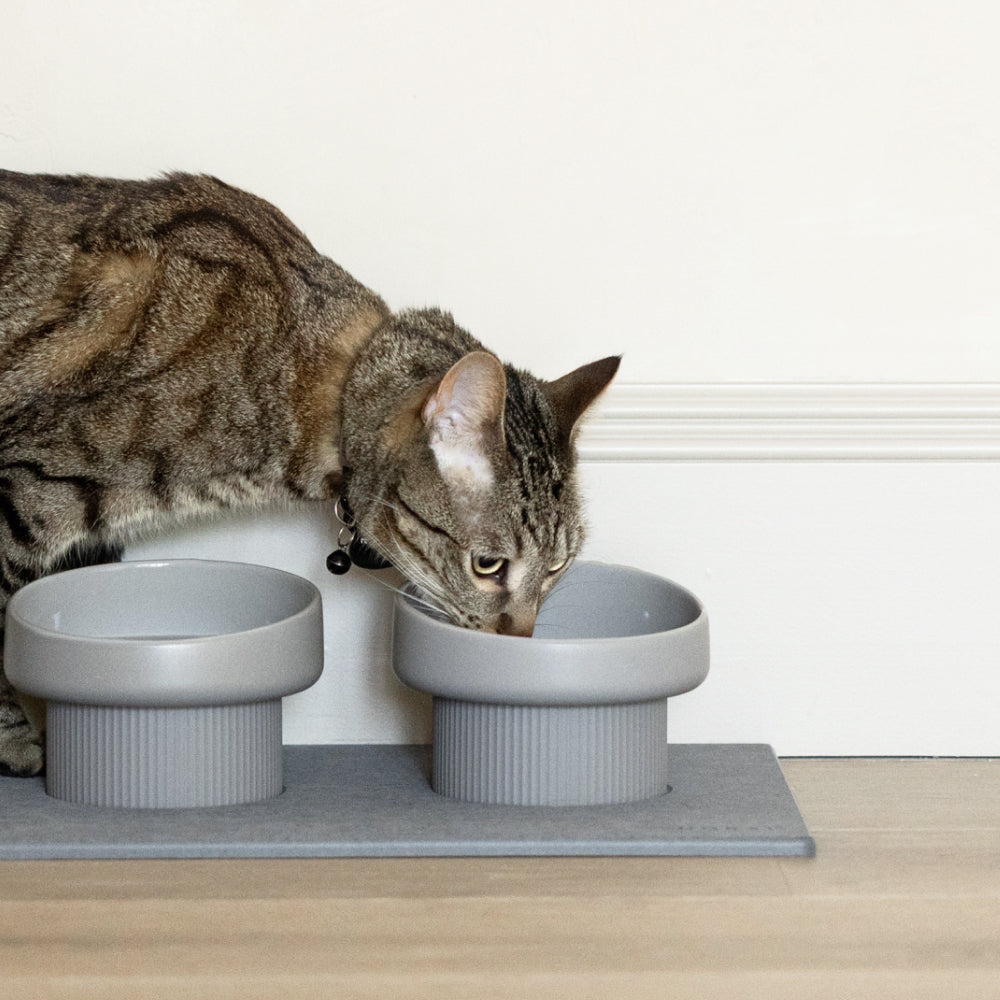 Cat drinking from a gray modern pet bowl on a mat with a white wall background