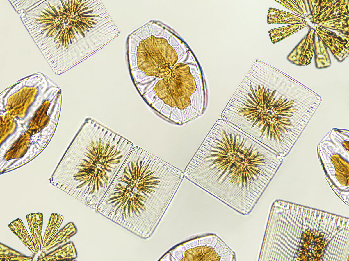 Diomat Stone under a microscope