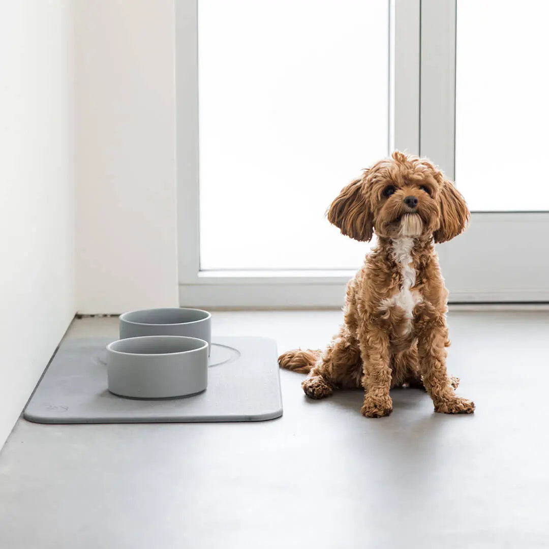 Small dog sitting next to Dorai Dog Bowls and Stone