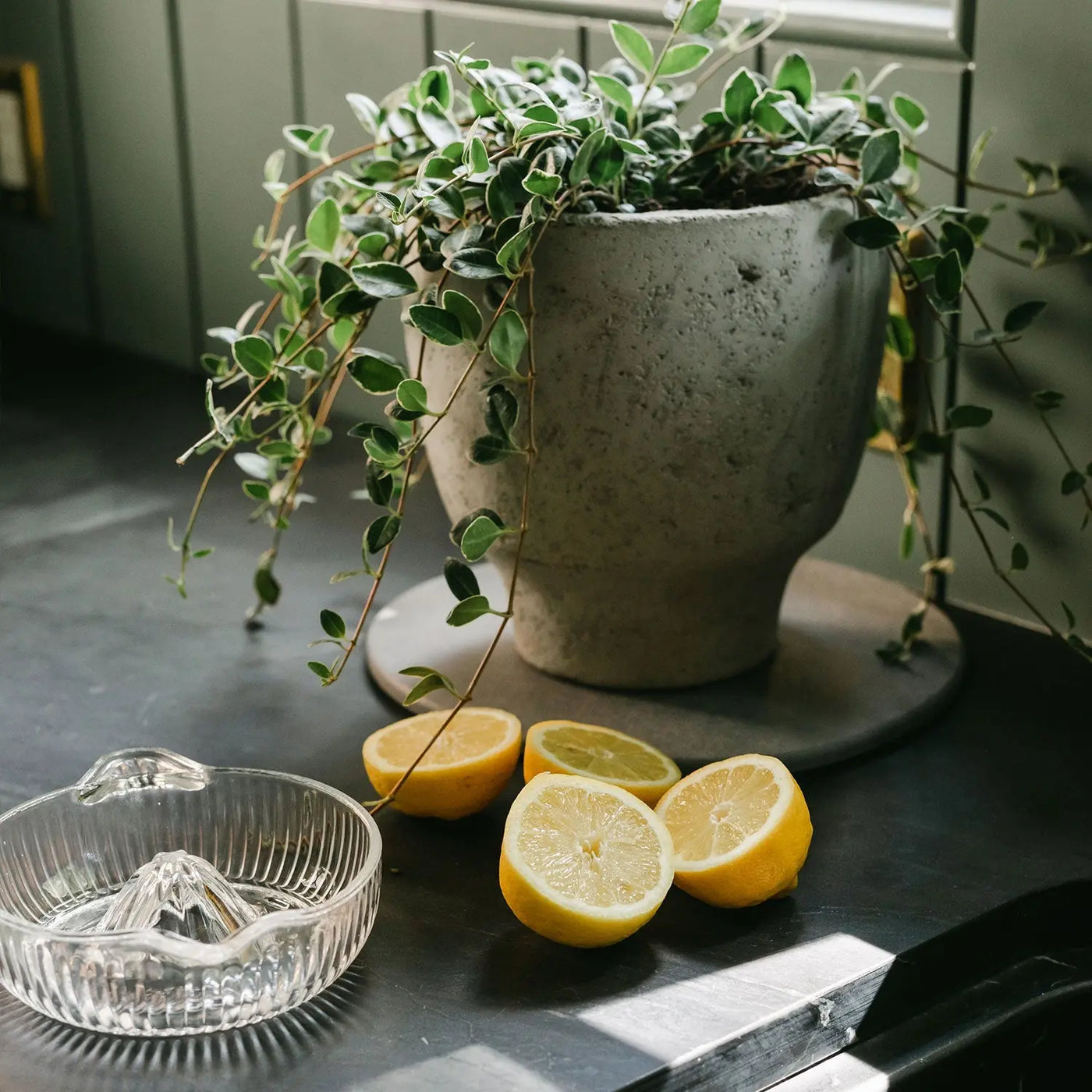 Plant Saucer (Open Box) - 2 Large