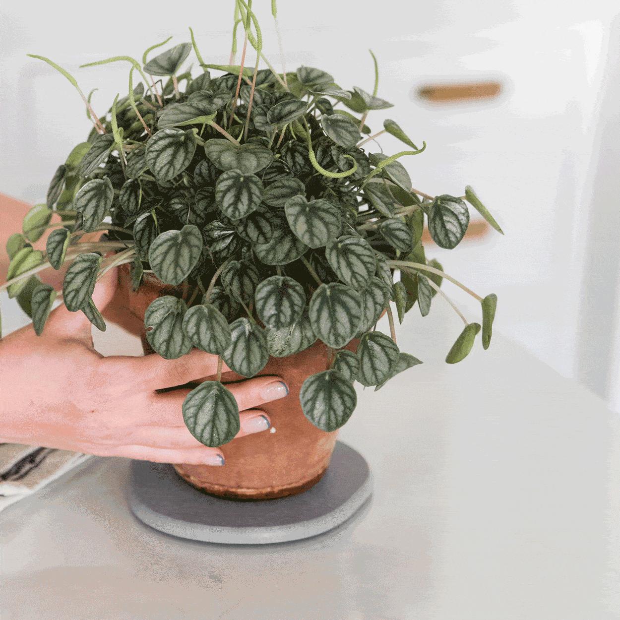 Plant saucer drying after removal of plant